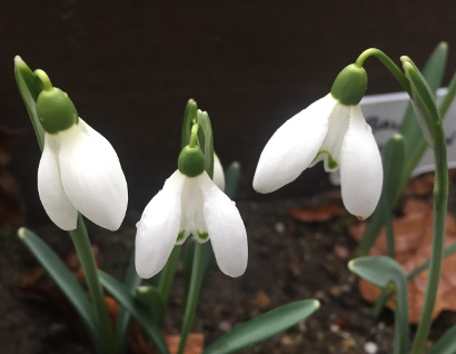 Galanthus 'Sally Wickenden'